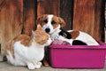 Cat and Dog playng together Royalty Free Stock Photo