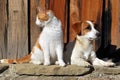 Cat and Dog playng together Royalty Free Stock Photo