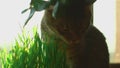 Portrait of cat eating grass. Cute grey whisker munching wheat plant sprouts grown in pot sitting on the window sill