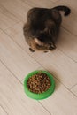 Portrait of a cat that eats dry food from a bowl on the kitchen floor Royalty Free Stock Photo