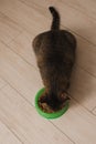 Portrait of a cat that eats dry food from a bowl on the kitchen floor Royalty Free Stock Photo