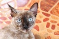 Portrait of cat face, Asia a cat face, Big eyes cat close-up, Beauty cat cute Royalty Free Stock Photo