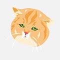 portrait of cat face. cute orange and sleepy cat. vector illustration.