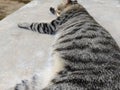 portrait of a cat fast asleep on the front porch of the house Royalty Free Stock Photo