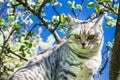 Portrait of a cat on a flowering tree Royalty Free Stock Photo