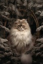 Portrait of a cat in a frame in fur forest. Christmas art of home feline pet, funny character