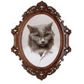 Portrait of a cat of the gentleman Royalty Free Stock Photo