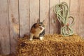 Cat on hay bale with tongue sticking out Royalty Free Stock Photo