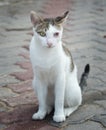 Portrait of injured cat