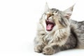 portrait of cat laughing or yawing