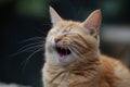 portrait of cat laughing or yawing