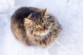 Portrait of a cat with long fur of brown and gray color on a white blurred background. Winter in the snow Royalty Free Stock Photo