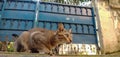 portrait of a cat look straight to the target. A local brown cat sitting sidewalk and look straight very cute look 