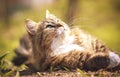Portrait of a cat that luxuriate in the sun