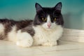 Portrait of a cat lying on the floor