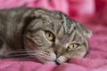 Portrait of a cat lying on a pink blanket Royalty Free Stock Photo