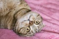 Portrait of a cat lying on a pink blanket Royalty Free Stock Photo