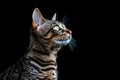 Portrait Of Cat Ocicat In Profile On Black Matte Background. Generative AI Royalty Free Stock Photo