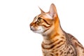 Portrait Of Cat Ocicat In Profile On White Background. Empty Space. Generative AI Royalty Free Stock Photo