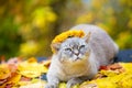 Cat crowned flower chaplet lying on fallen leaves Royalty Free Stock Photo