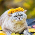 Cat crowned flower chaplet and lying on fallen leaves Royalty Free Stock Photo