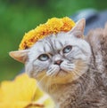 Cat crowned flower chaplet sits in the autumn garden Royalty Free Stock Photo
