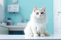 Portrait of a cat patient in vet clinic visit a veterinarian doctor for medical exam Royalty Free Stock Photo