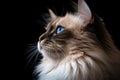 Portrait Of Cat Ragdoll In Profile On Black Matte Background. Generative AI