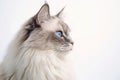 Portrait Of Cat Ragdoll In Profile On White Background. Empty Space. Generative AI