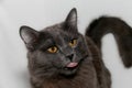 Portrait of a cat of a rare breed Nibelung with his tongue hanging out. Funny cat. Close-up Royalty Free Stock Photo