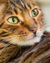 Portrait of cat rare breed of Toyger