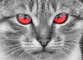 Portrait of a cat with red eyes