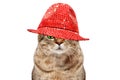 Portrait of a cat in a red hat Royalty Free Stock Photo