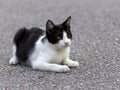 Portrait of a cat resting on tarmac.. Royalty Free Stock Photo