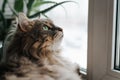 Portrait of cat resting on windowsill and looking out window, indoors. Close-up of muzzle of green-eyed furry pet