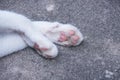 Portrait of catÃ¢â¬â¢s paws.Lovely cat feet