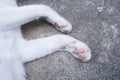 Portrait of catÃ¢â¬â¢s paws.Lovely cat feet