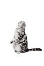 Scottish fold sort on white background Royalty Free Stock Photo