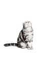 Scottish fold sort on white background Royalty Free Stock Photo