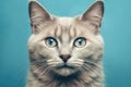 Blue Background Cat Portrait: Domestic Feline Looking Eagerly at Owner