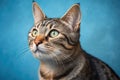 Portrait of Domestic Cat with Blue Background and Anticipating Look Royalty Free Stock Photo