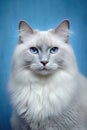 Portrait of Domestic Long Hair White Fur Cat with Blue Background and Anticipating Look