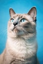 Blue Background Cat Portrait: A Domestic Feline Gazing Eagerly at its Owner Royalty Free Stock Photo