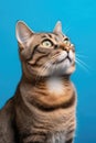 Portrait of a Cat Anticipating Looking Up Side Profile Blue Background