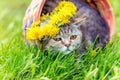 Cat crowned with dandelion chaplet sitting in a basket