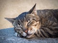 Portrait of a cat sleeping happily drooling Royalty Free Stock Photo