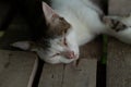 Portrait of cat sleeping on old wooden floor, close-up Royalty Free Stock Photo