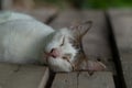 Portrait of cat sleeping on old wooden floor, close-up Royalty Free Stock Photo