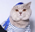 Portrait of a cat in a suit of the seaman. Royalty Free Stock Photo