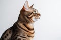 Portrait Of Cat Toyger In Profile On White Background. Generative AI